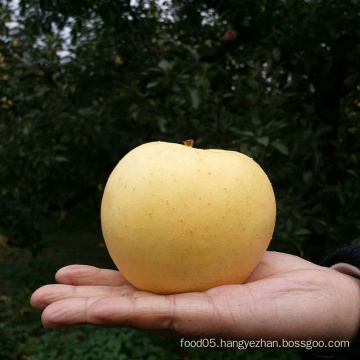 Chinese Golden Delicious Apple
